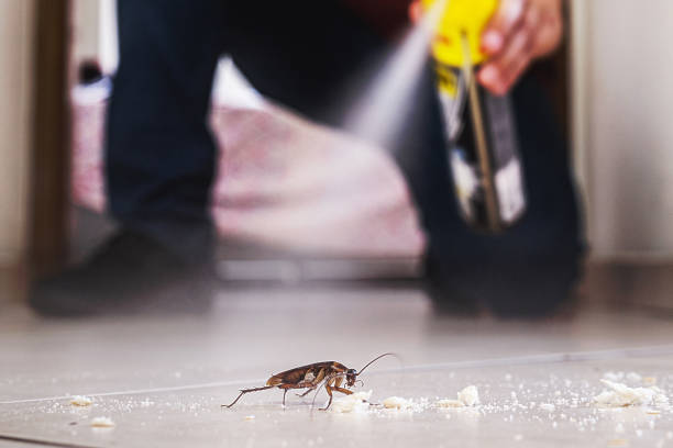 Best Flea Control Services  in West Babylon, NY