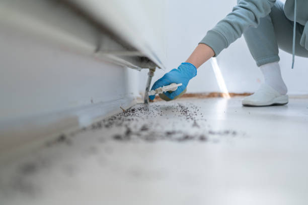 Reliable West Babylon, NY Pest Control Solutions